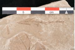 Foto (Detailansicht) von Taxodium distichum miocenicum Heer (NHMW-GEO-2024-0188-6404)